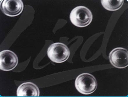 核孔膜的結構和功能是什么?